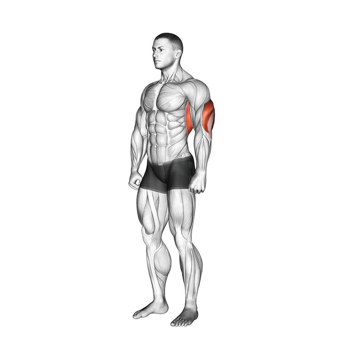 Exercise animation demo 3